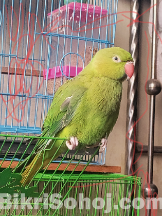 ইন্ডিয়ান রিংনেক টিয়া পাখি